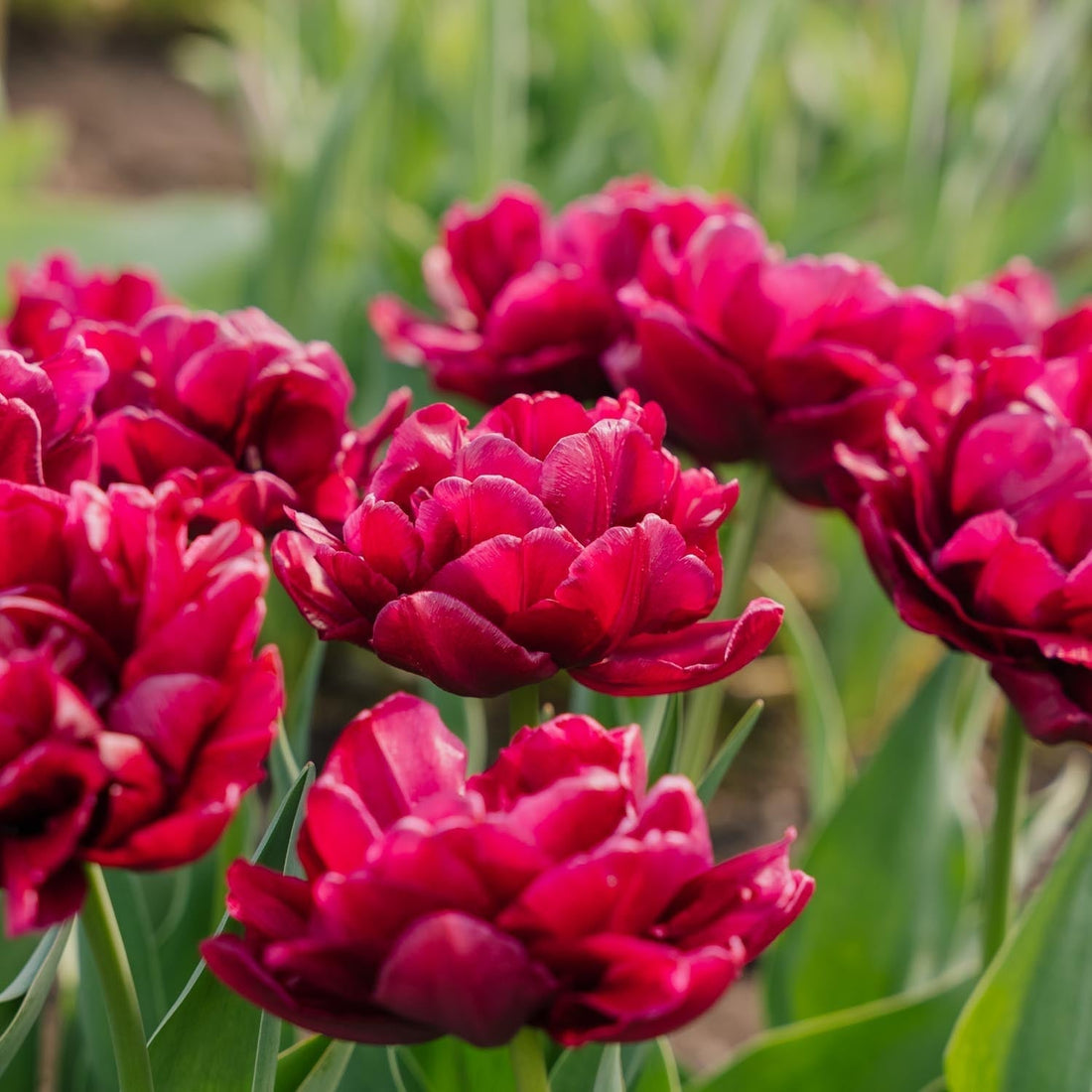 Tulipe 'Alison Bradley'