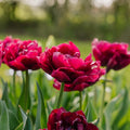 Tulipe 'Alison Bradley'