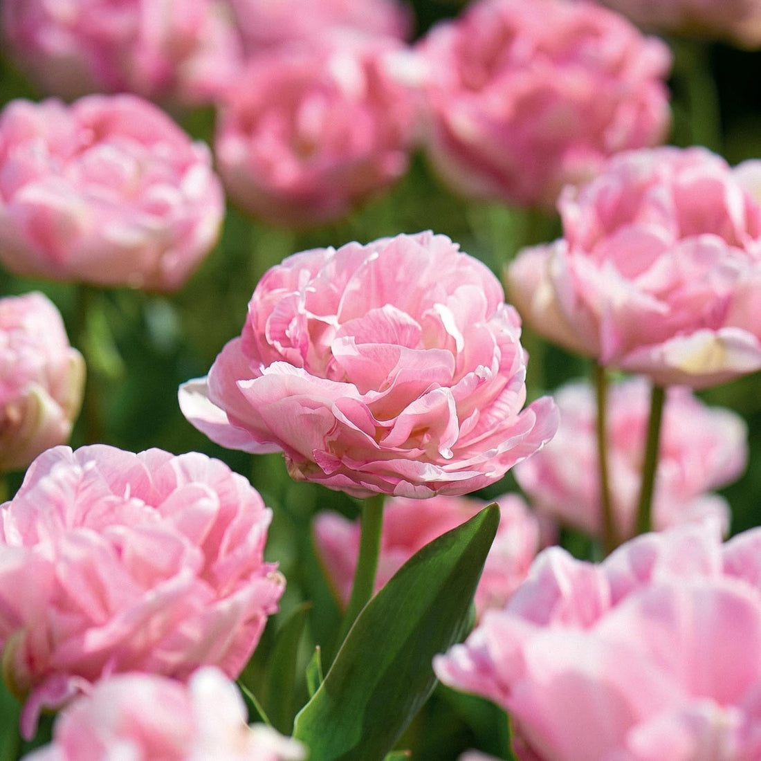 Tulipe 'Angelique'