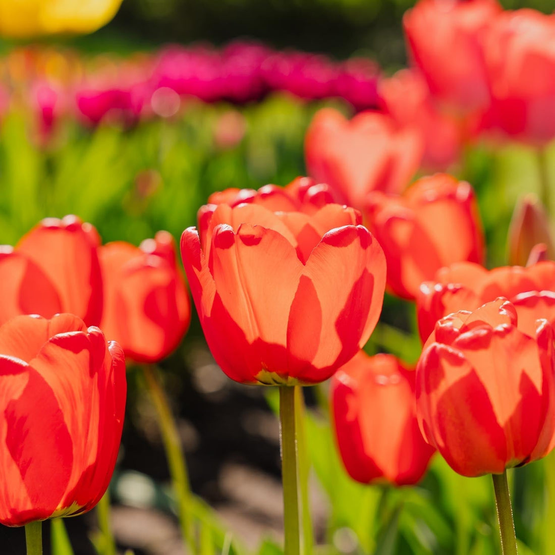 Tulipe 'Apeldoorn'