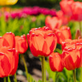 Tulipe 'Apeldoorn'