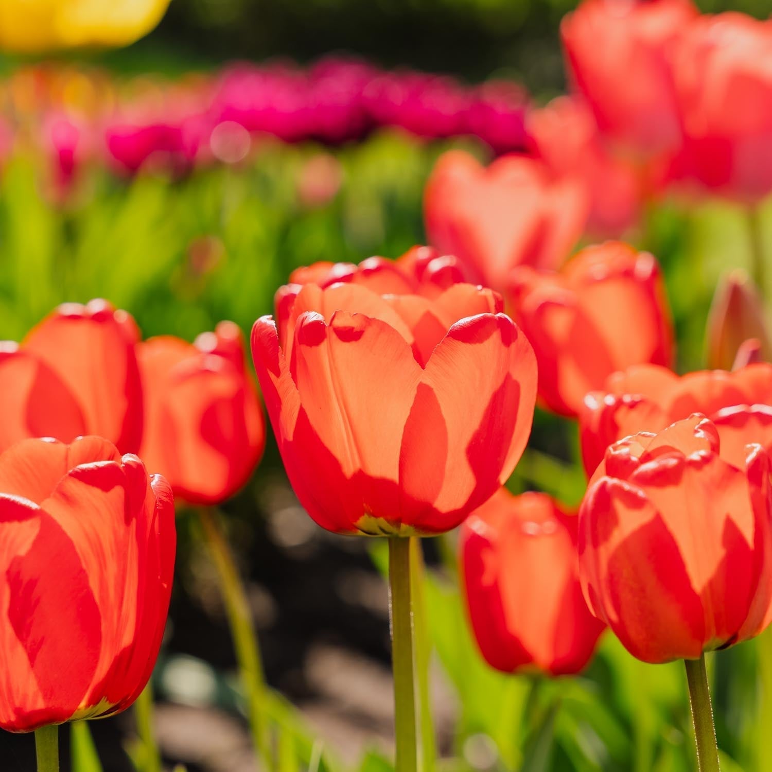 Tulipe 'Apeldoorn'