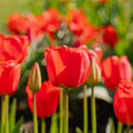 Tulipe 'Apeldoorn'