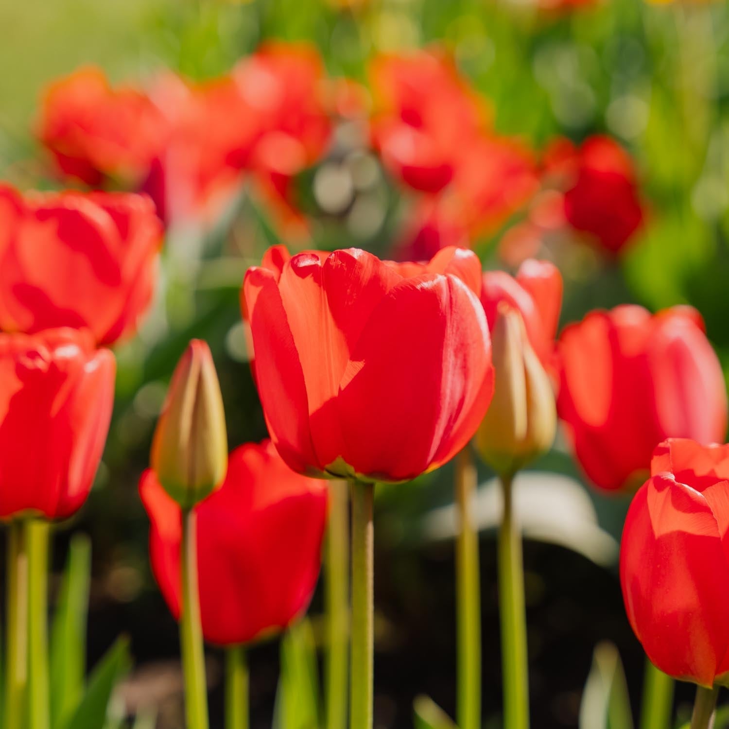 Tulipe 'Apeldoorn'