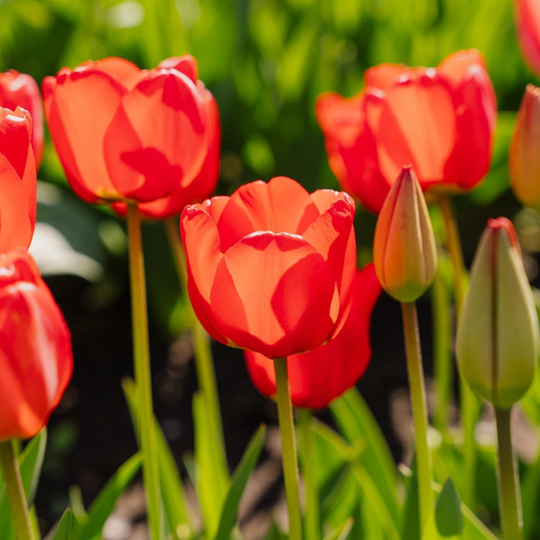 Tulipe 'Apeldoorn'