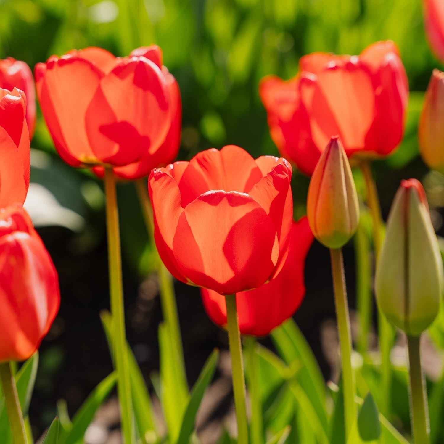 Tulipe 'Apeldoorn'