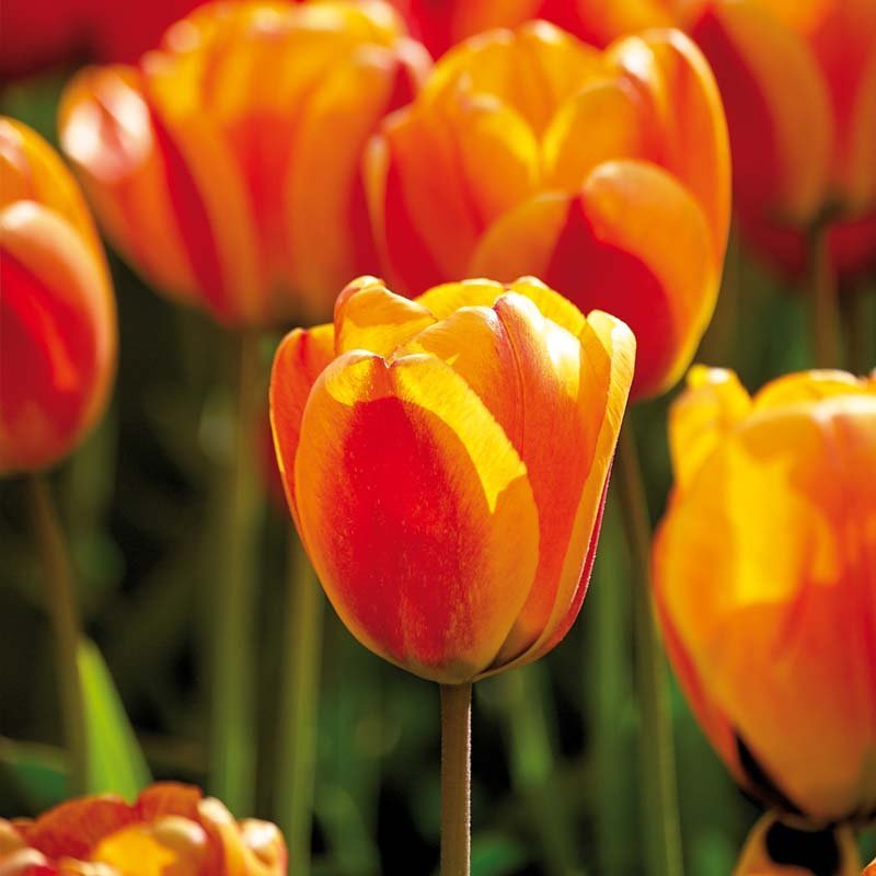 Tulipe 'Apeldoorn's Elite'