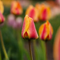 Tulipe 'Apeldoorn's Elite'
