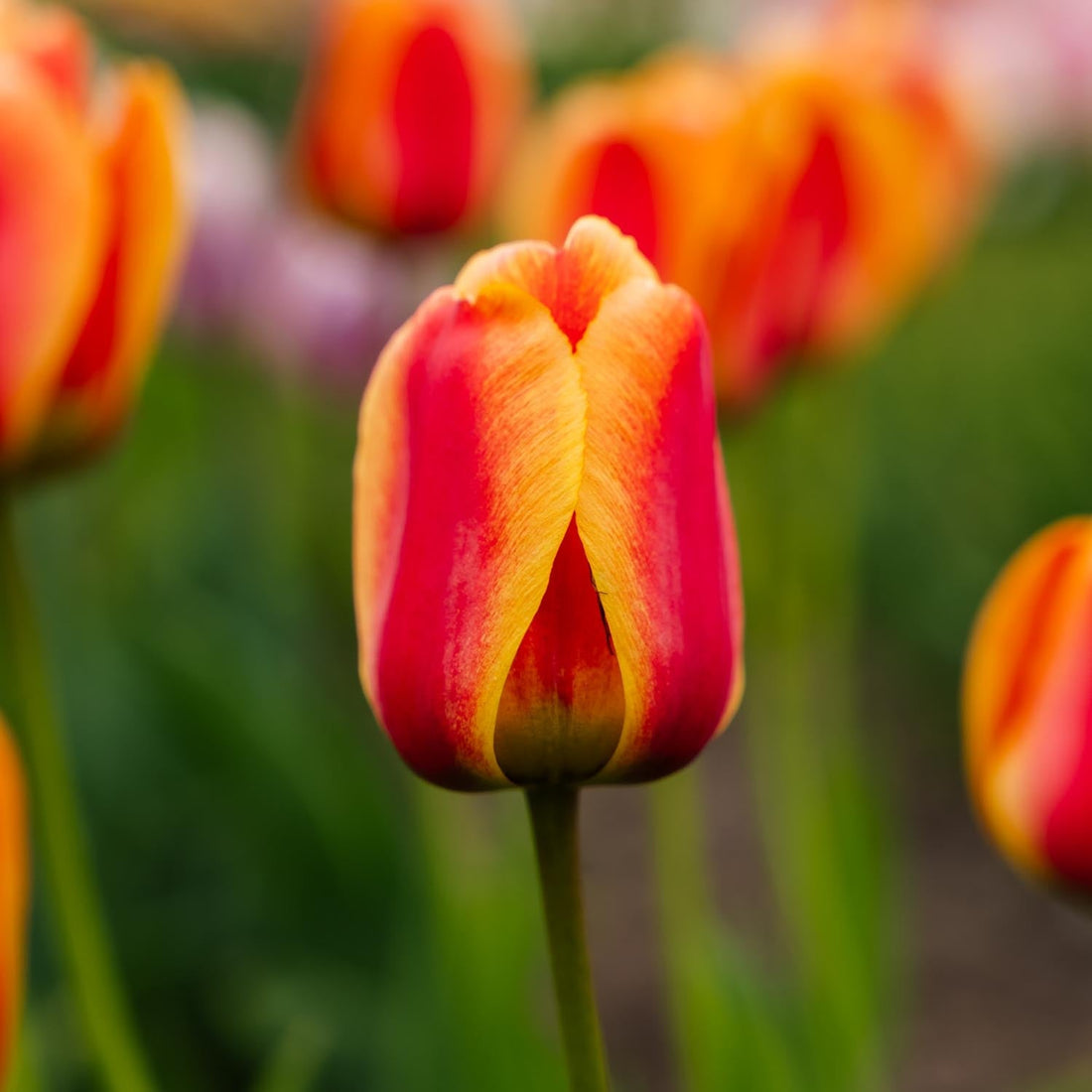 Tulipe 'Apeldoorn's Elite'