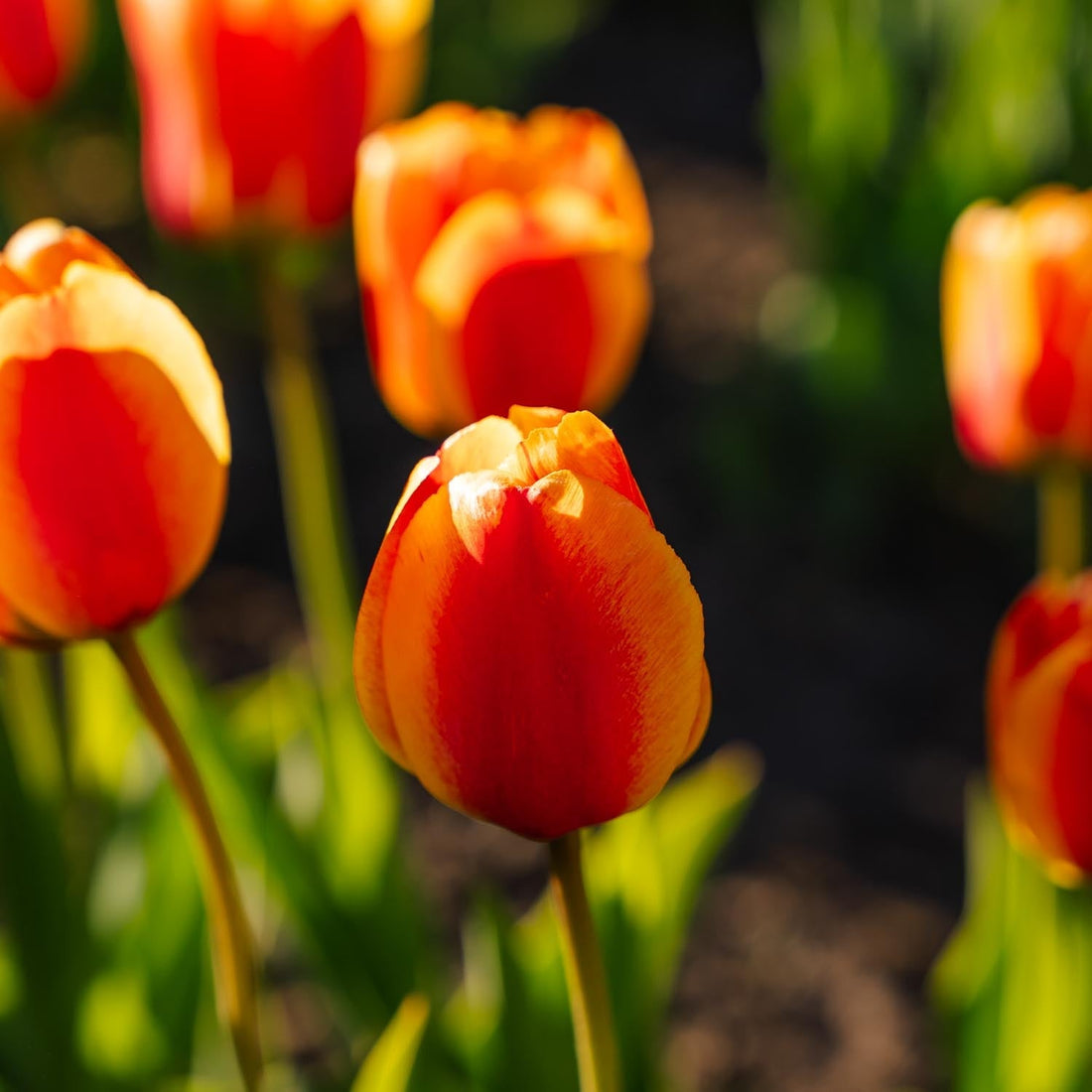 Tulipe 'Apeldoorn's Elite'
