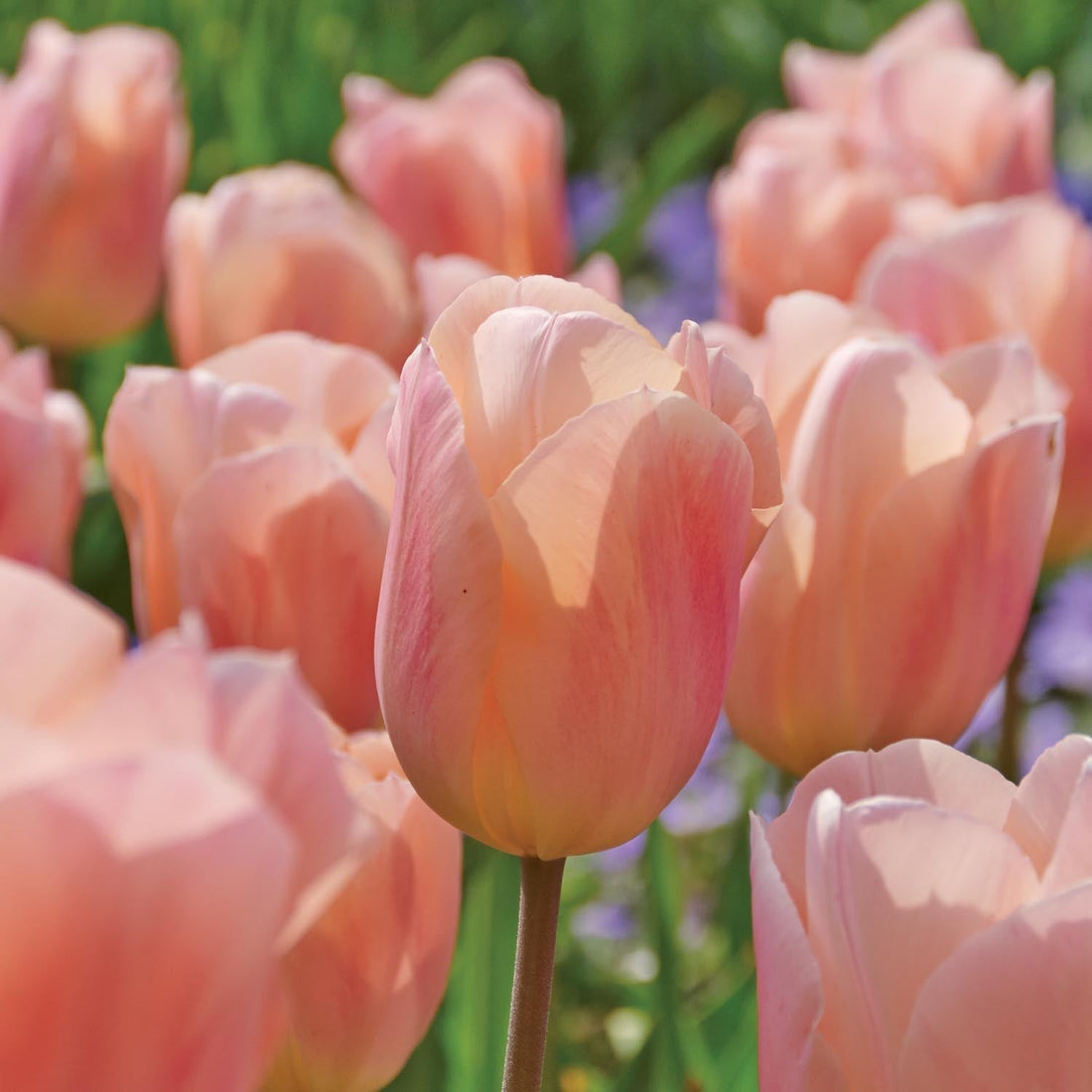 Tulipe 'Apricot Beauty'
