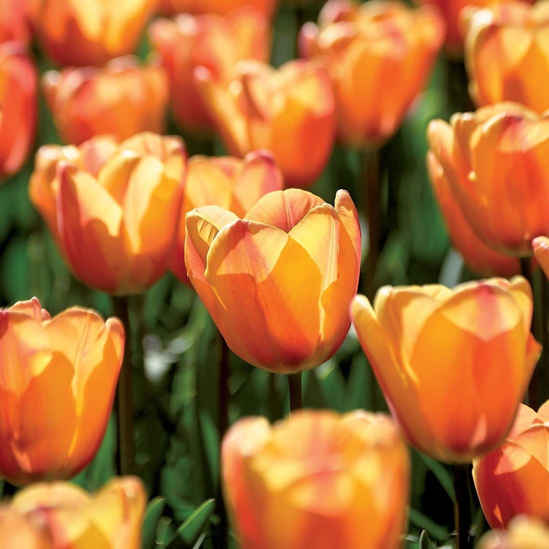 Tulipe 'Apricot Fox'