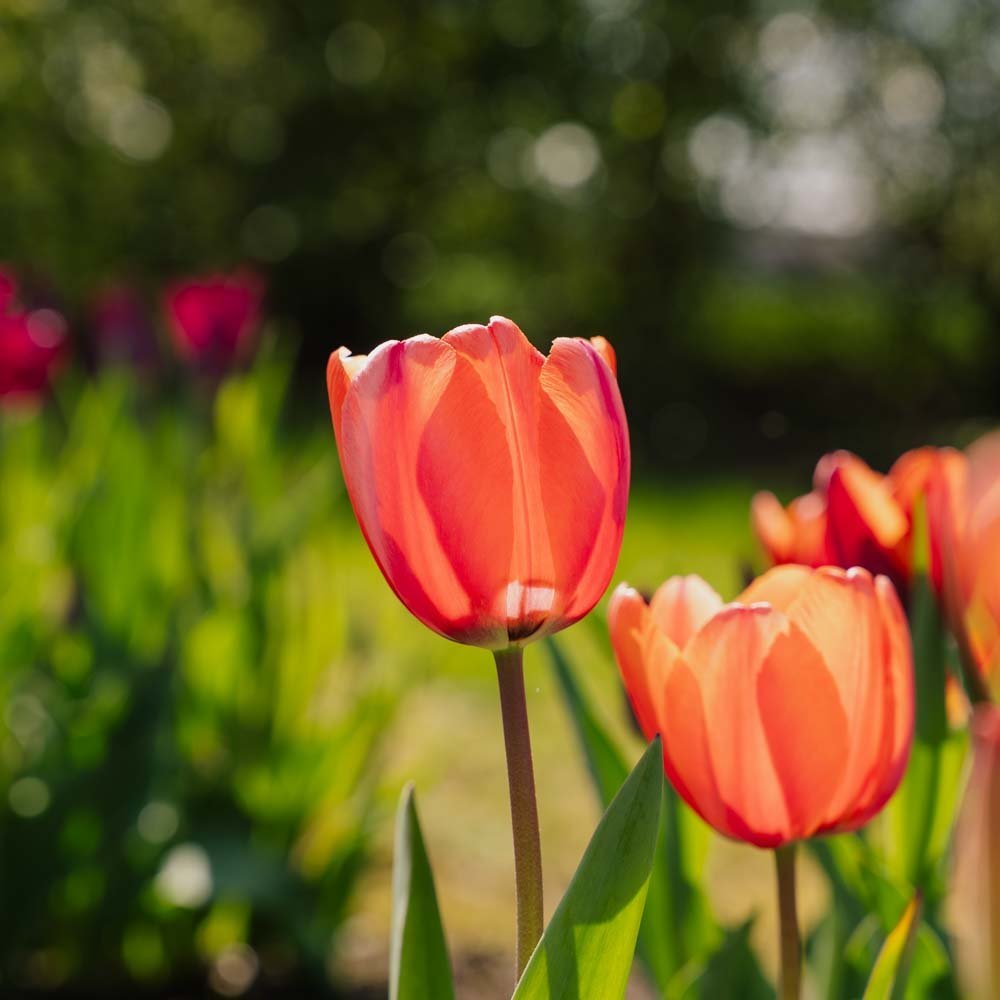 Tulipe 'Apricot Impression'