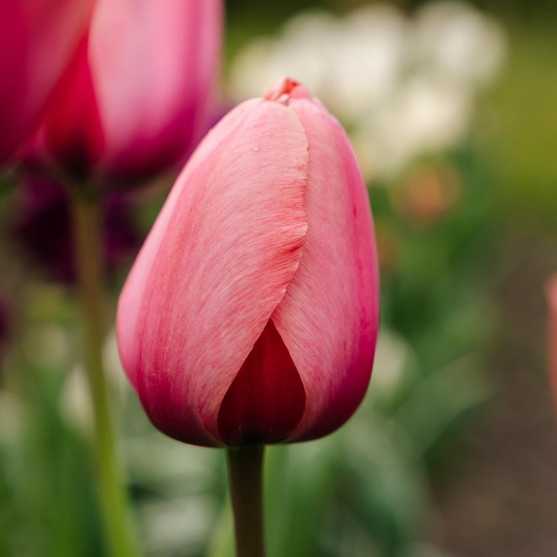 Tulipe 'Apricot Impression'