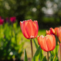 Tulipe 'Apricot Impression'
