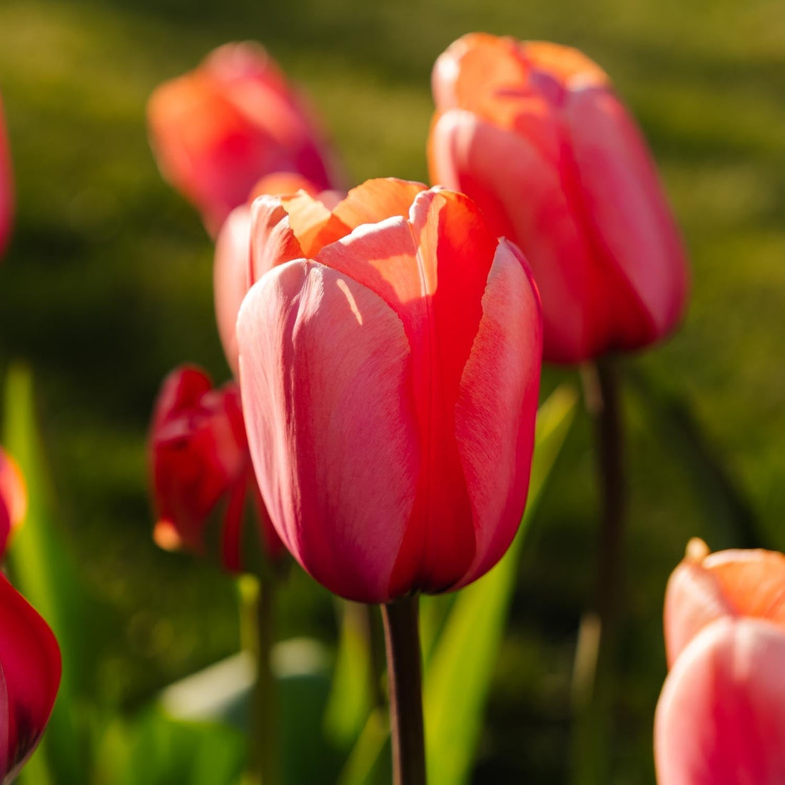Tulipe 'Apricot Impression'