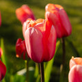 Tulipe 'Apricot Impression'
