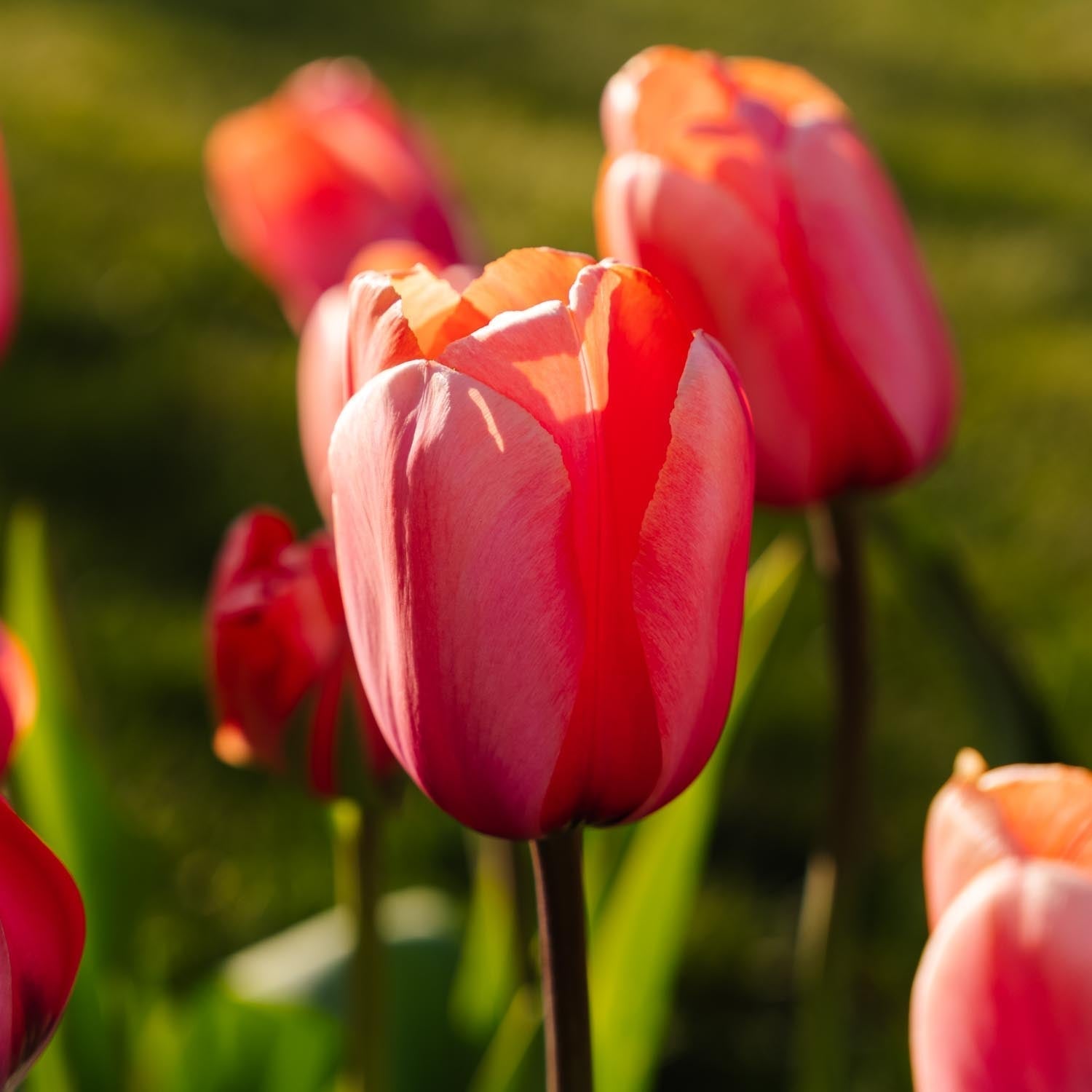 Tulipe 'Apricot Impression'