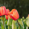 Tulipe 'Apricot Impression'