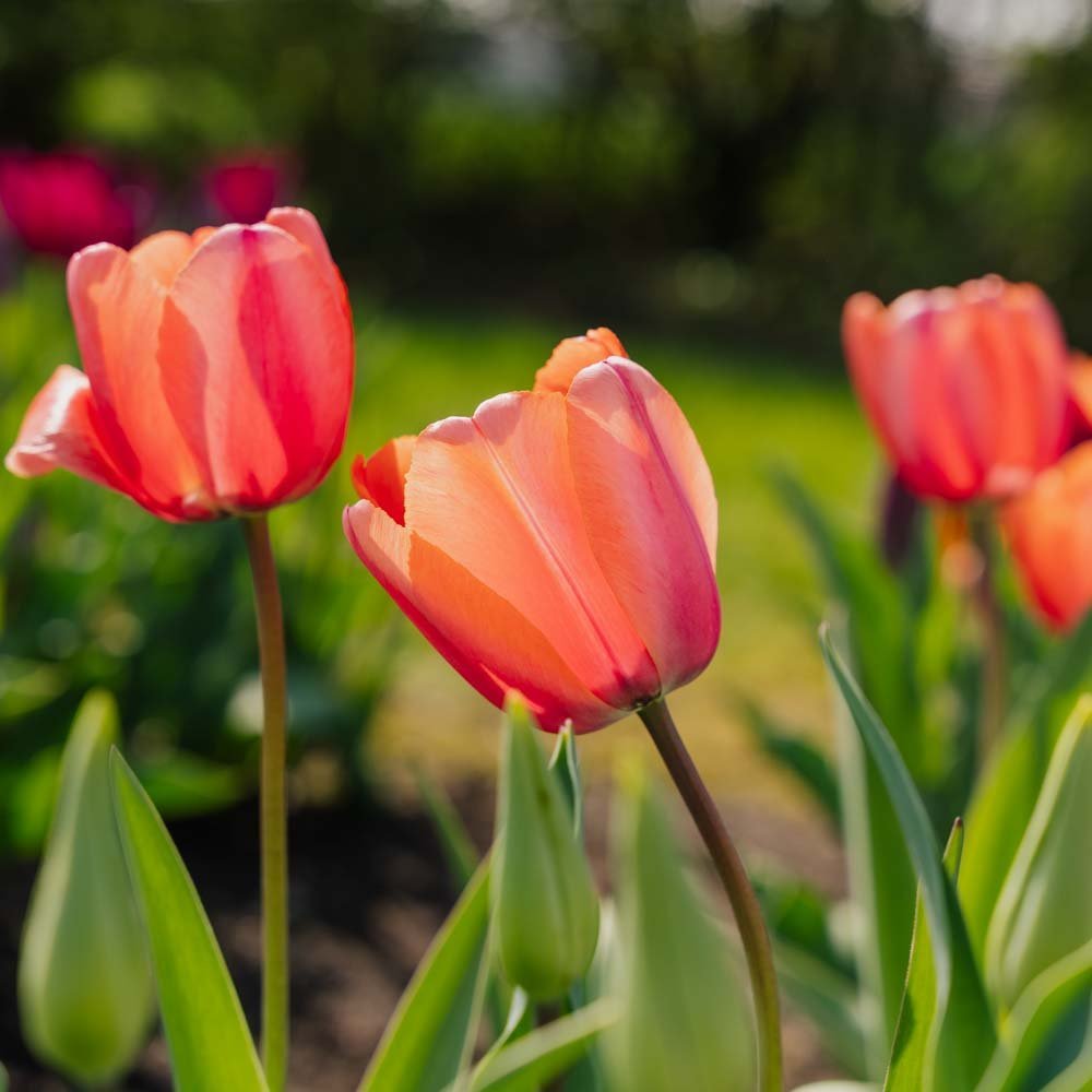 Tulipe 'Apricot Impression'
