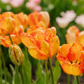 Tulipe 'Apricot Parrot'