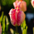 Tulipe 'Apricot Parrot'