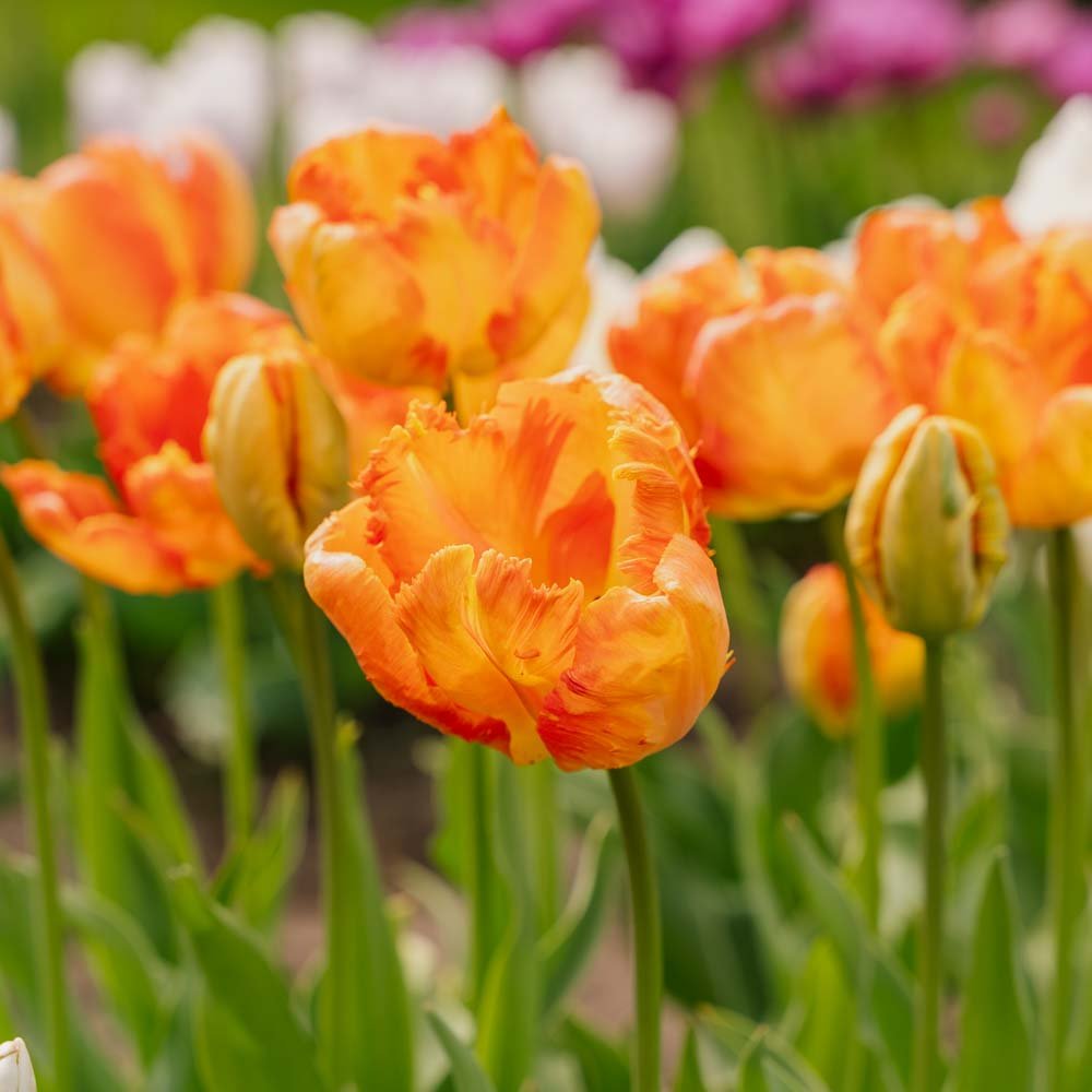 Tulipe 'Apricot Parrot'