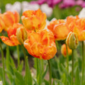 Tulipe 'Apricot Parrot'