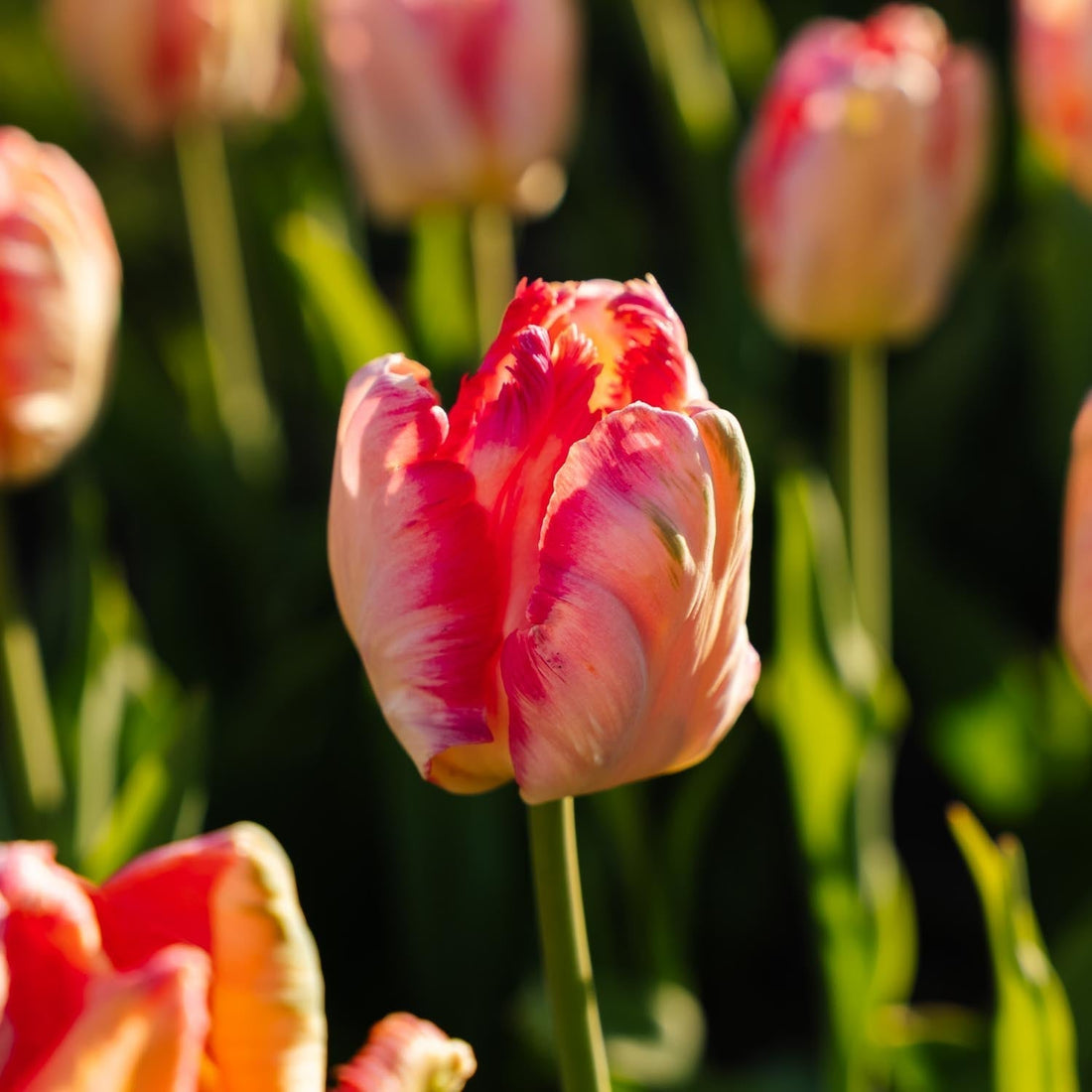 Tulipe 'Apricot Parrot'