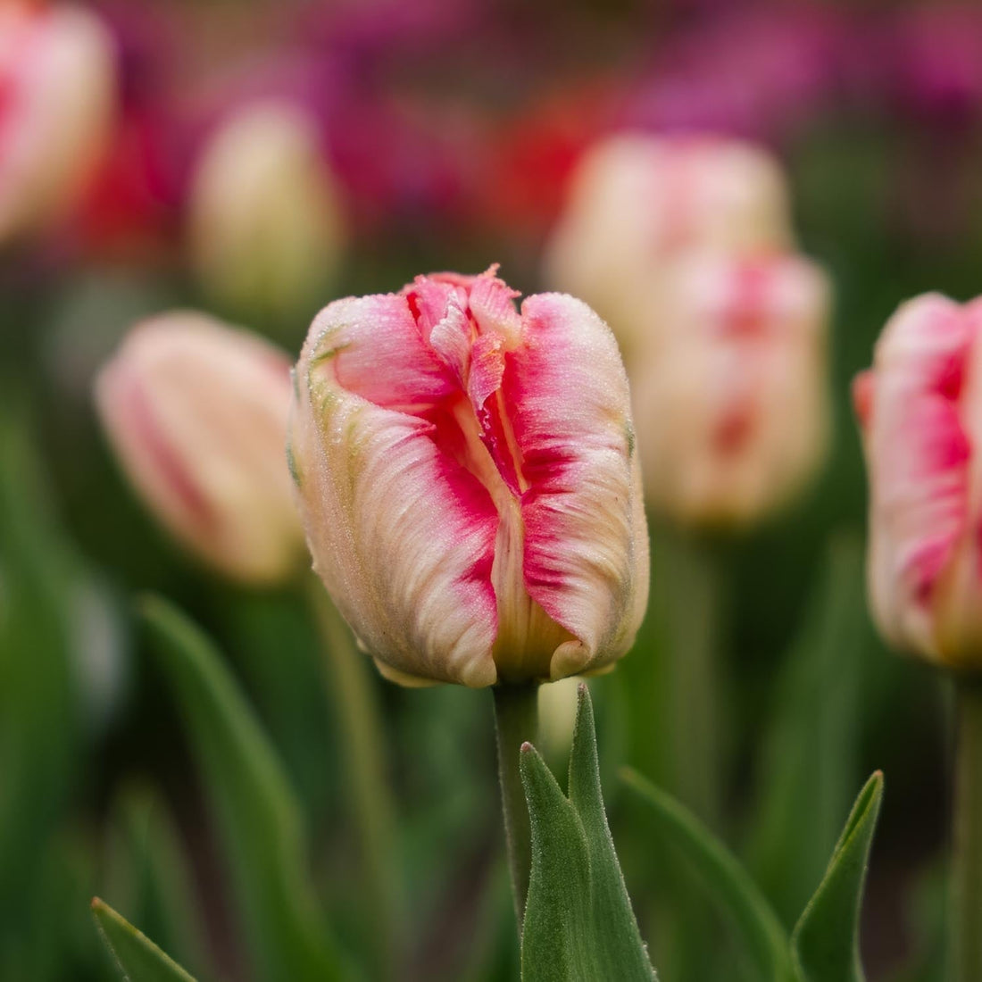 Tulipe 'Apricot Parrot'