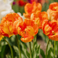 Tulipe 'Apricot Parrot'