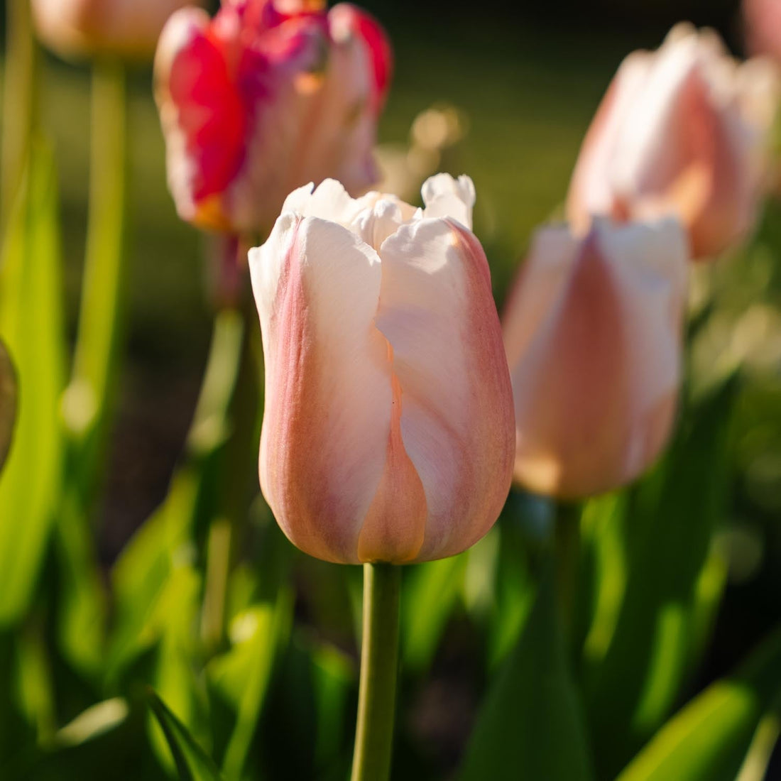 Tulipe 'Apricot Pride'