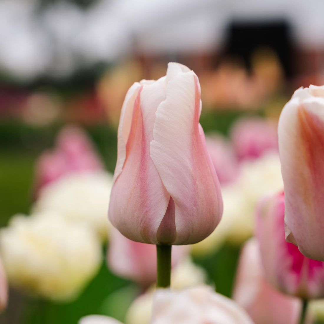 Tulipe 'Apricot Pride'
