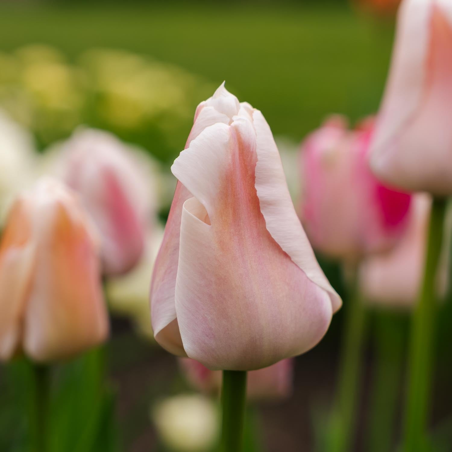 Tulipe 'Apricot Pride'