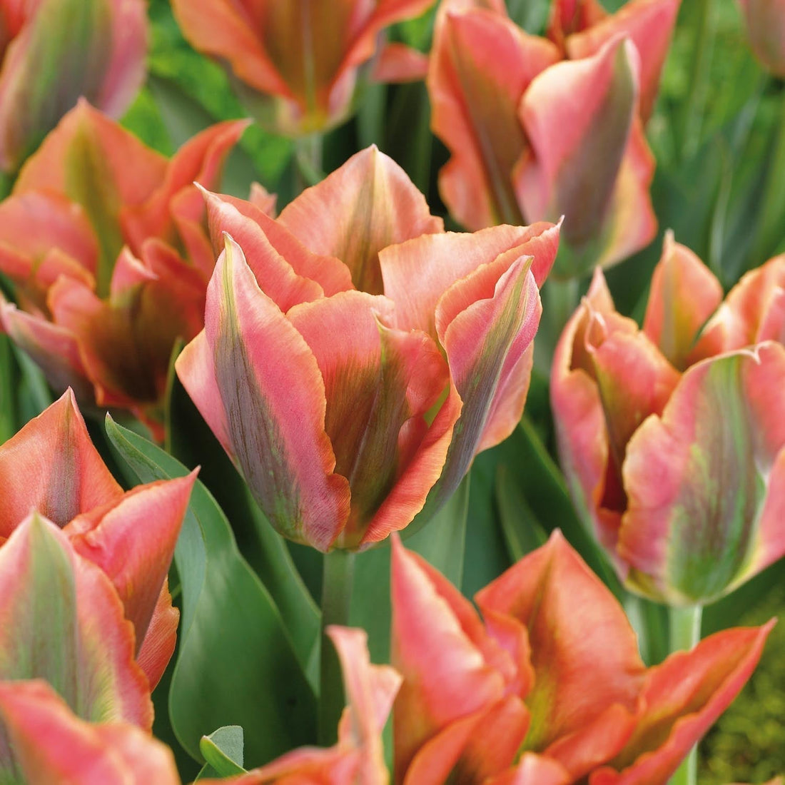 Tulipe 'Artist'