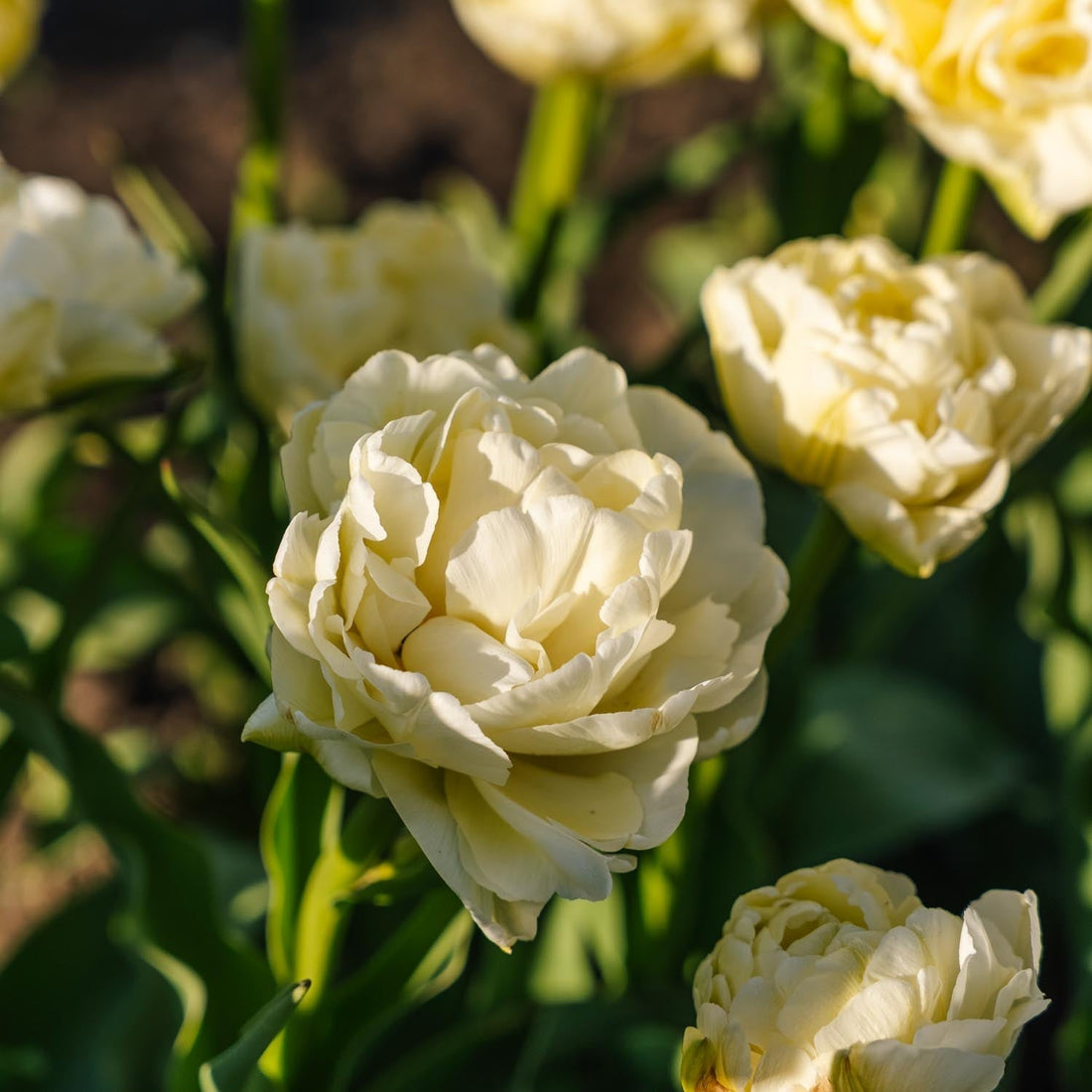 Tulipe 'Avant Garde'