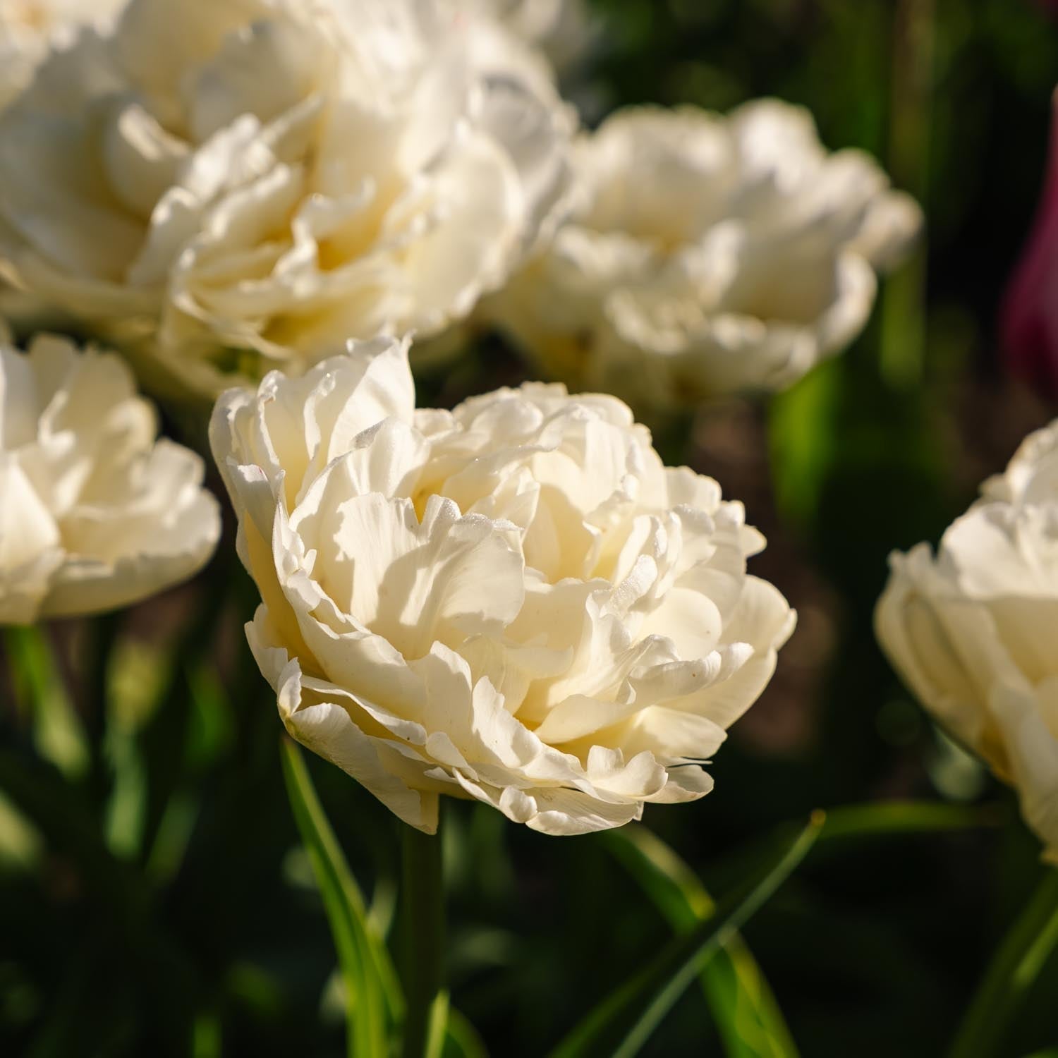 Tulipe 'Avant Garde'