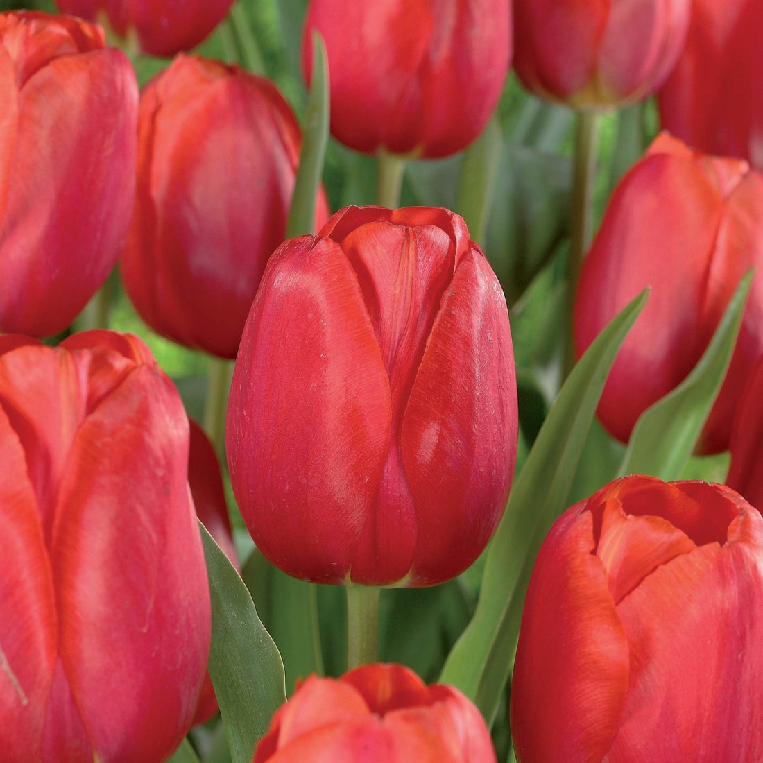 Tulipe 'Avignon'