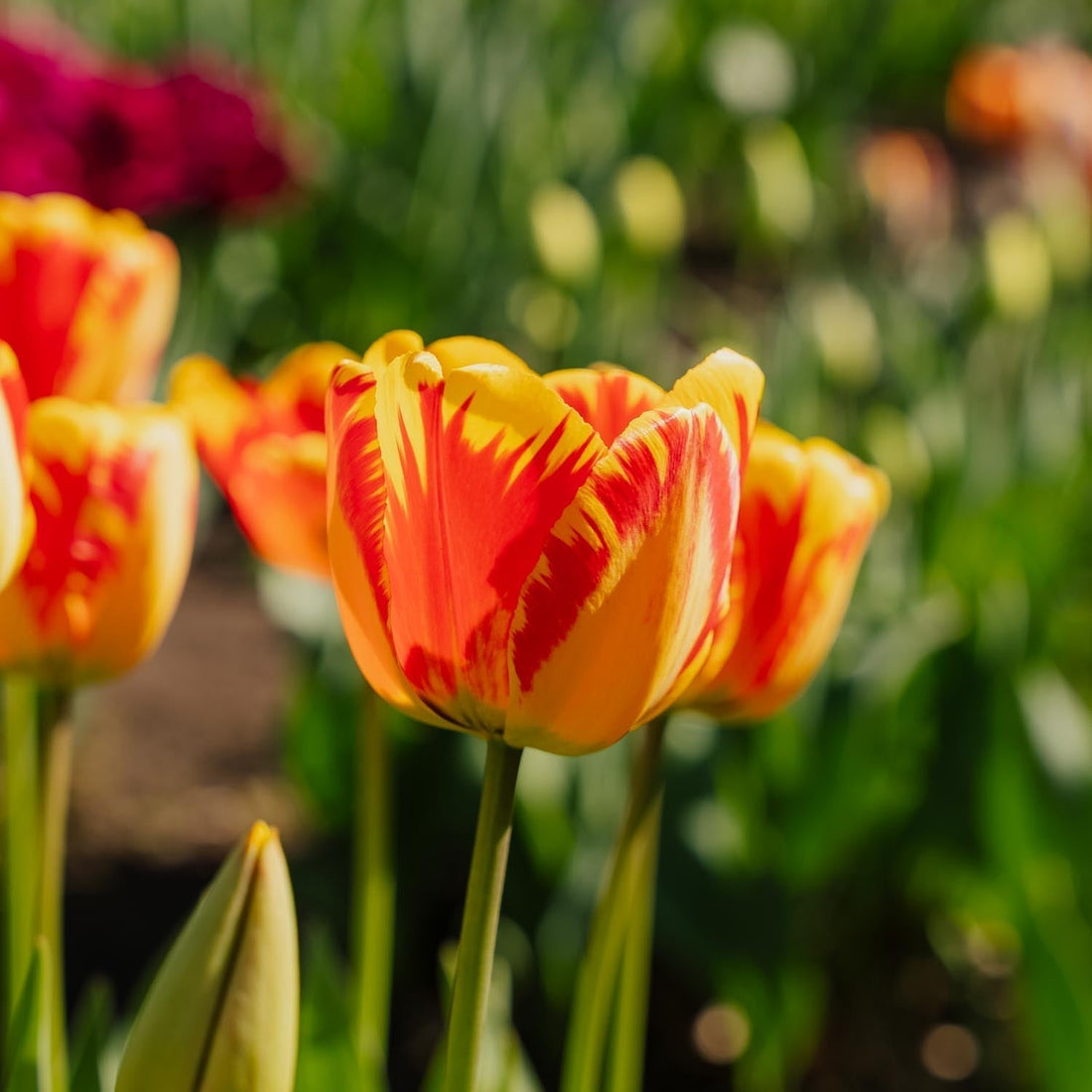Tulipe 'Banja Luka'