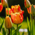 Tulipe 'Banja Luka'