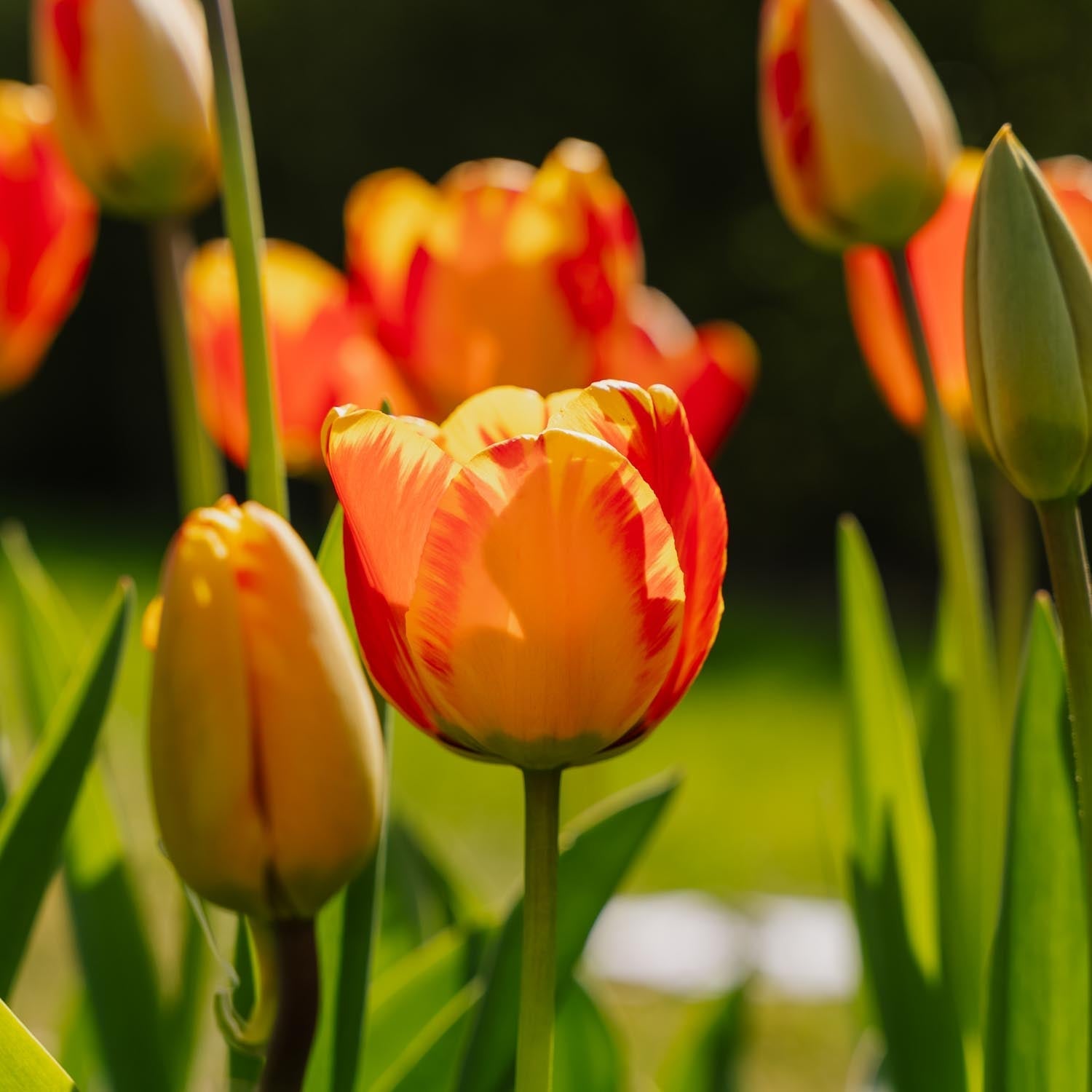 Tulipe 'Banja Luka'