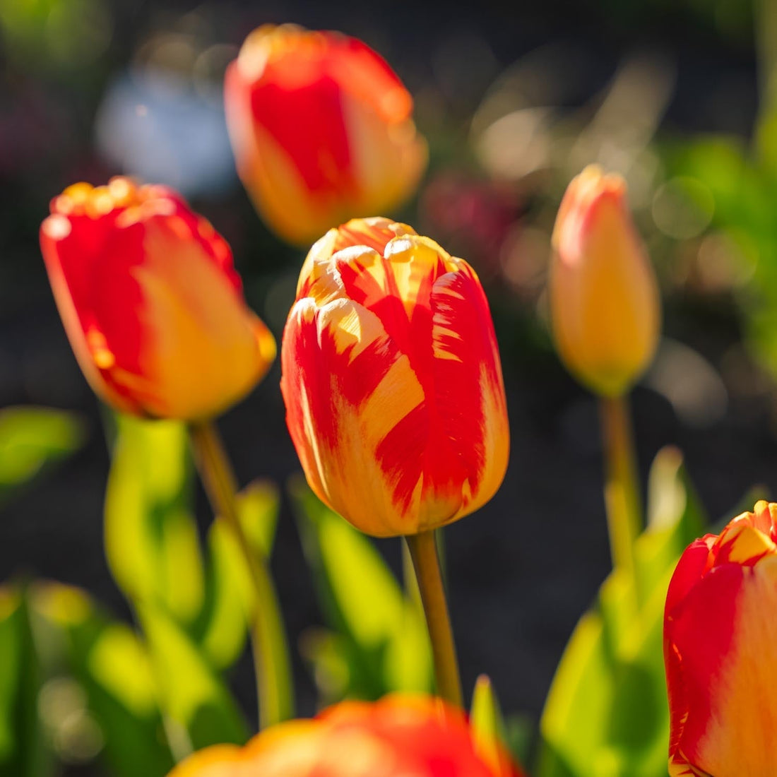 Tulipe 'Banja Luka'