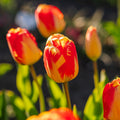 Tulipe 'Banja Luka'