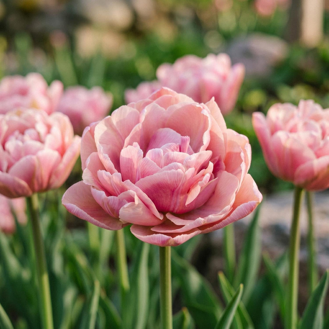Tulipe 'Beachberry'