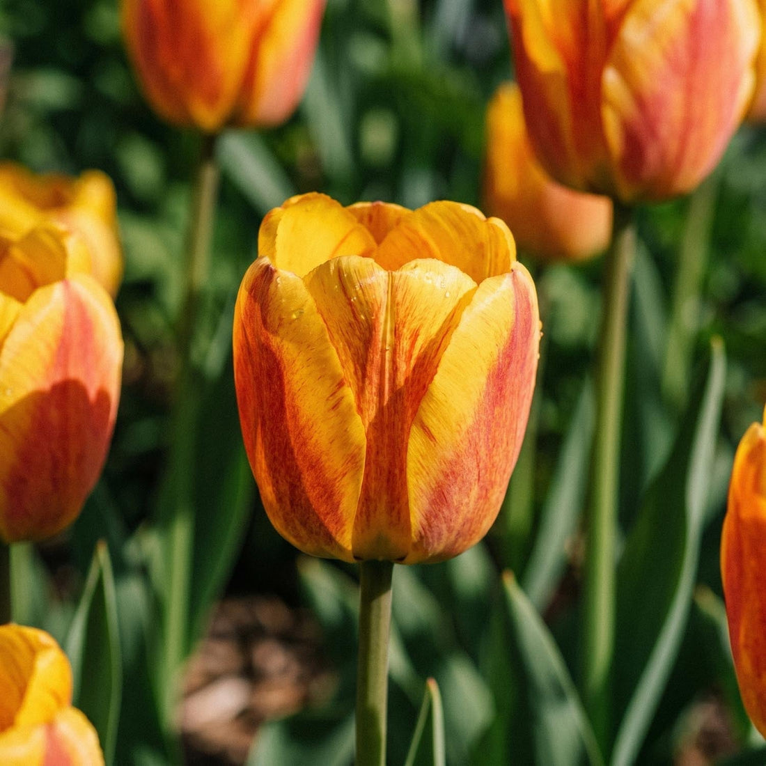 Tulipe 'Beauty of Apeldoorn'