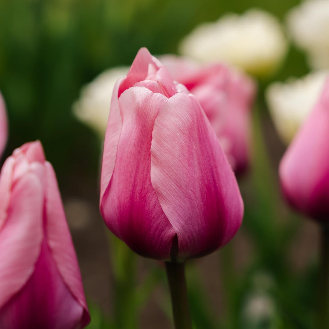 Tulipe 'Big Love'