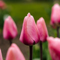 Tulipe 'Big Love'