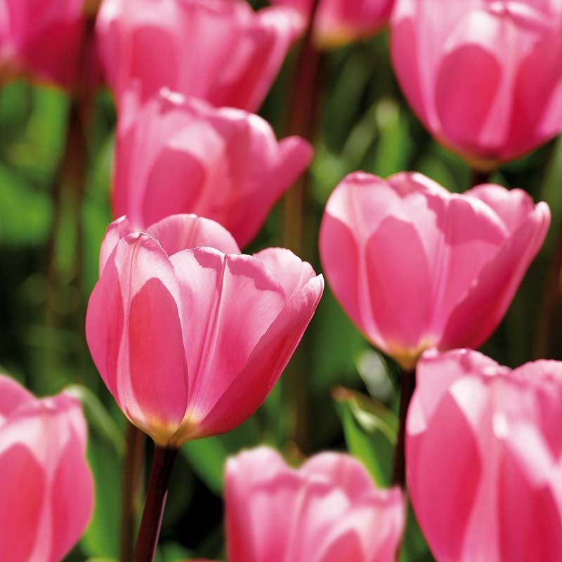Tulipe 'Big Love'