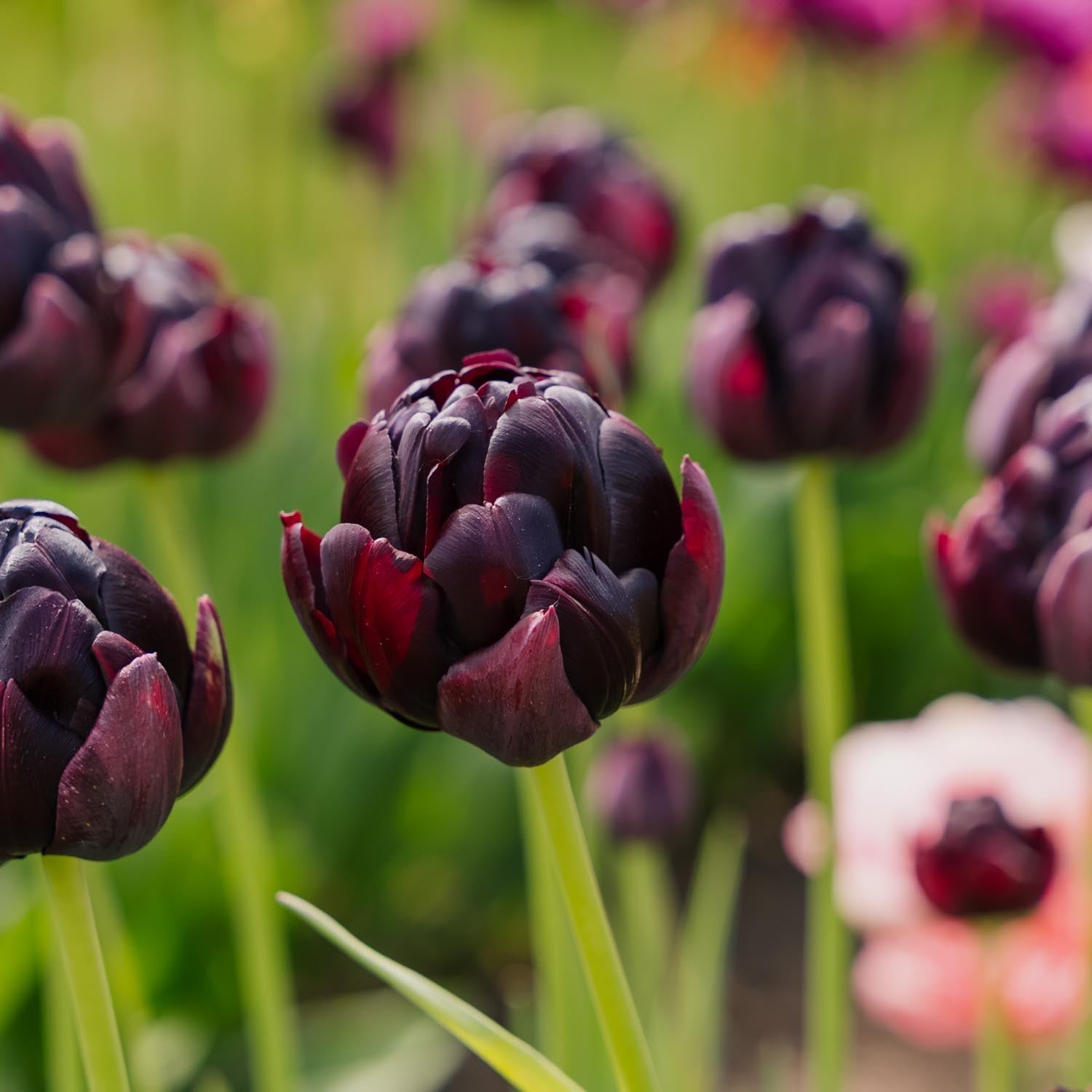Tulipe 'Black Hero'