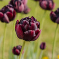 Tulipe 'Black Hero'